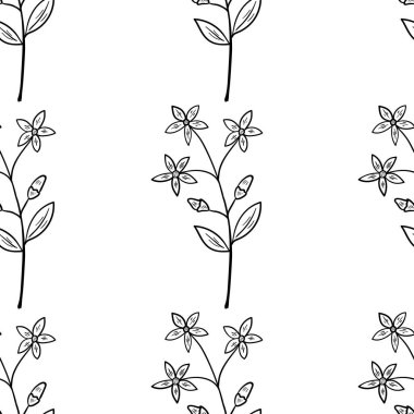 Centaury, lekesiz b-w dd ww ww bitkisel isol