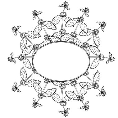 Beyaz Horehound, sınır çerçevesi dd ww bitki