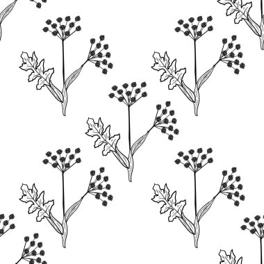 Angelica Sinensis 'in eskiz tarzında keskin otları var. Dişi ginseng, veya dong quai, elementler ve çiçekler, yapraklar ve böğürtlenler. El çizimi karalama çizimi.