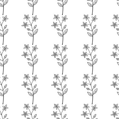 Centaury, lekesiz b-w dd ww ww bitkisel isol