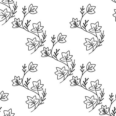 Calumba, dikişsiz b-w dd ww isol bitki