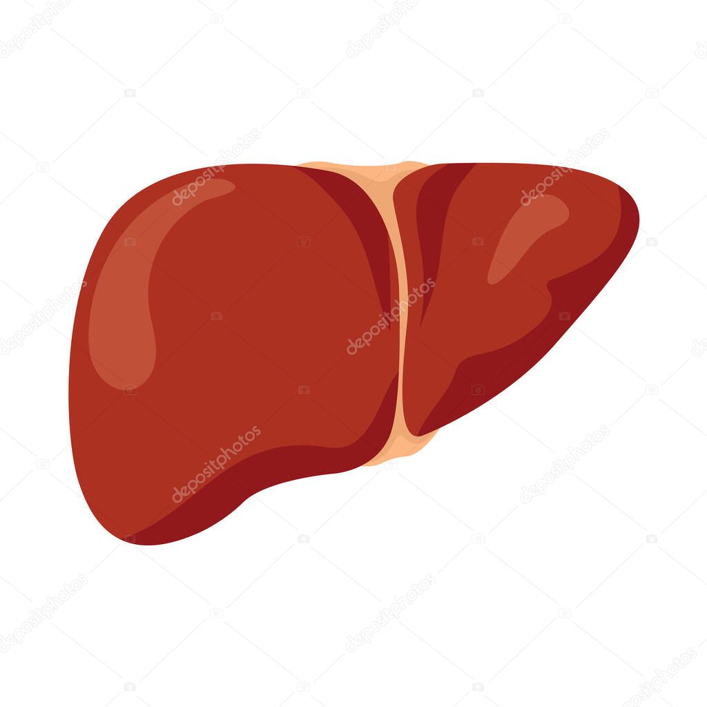 Liver flat color dd ww organ isol