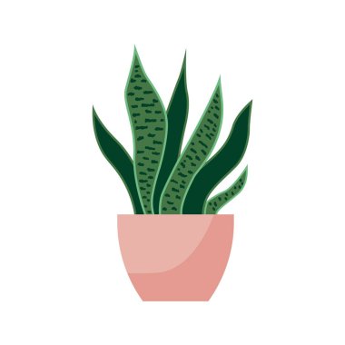 ev bitkileri, düz set dd ww bitki