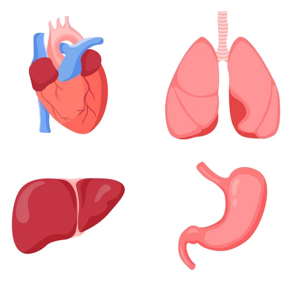 Hígado, corazón, pulmones y estómago humanos — Vector de stock