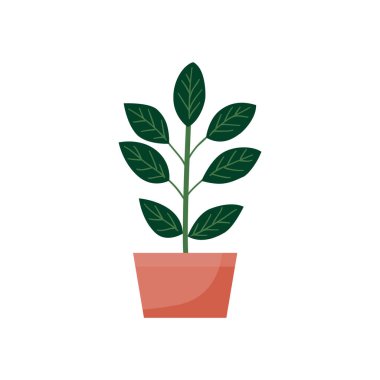 ev bitkileri, düz set dd ww bitki