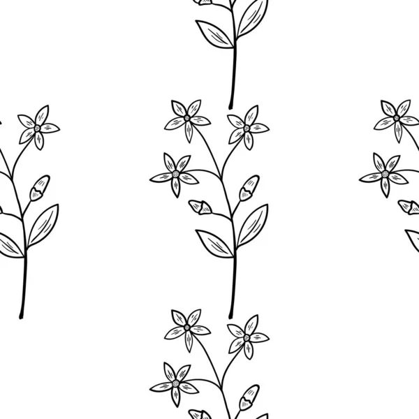 Centaury, sans couture b-w dd ww herb isol — Image vectorielle