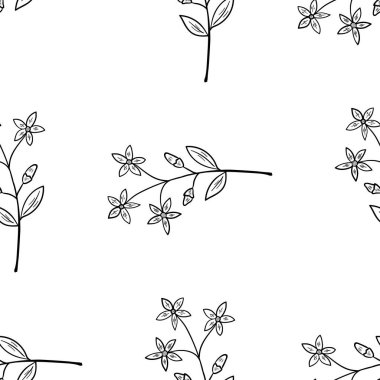 Centaury, lekesiz b-w dd ww ww bitkisel isol