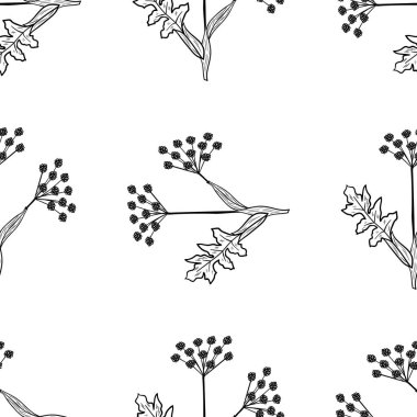 Angelica, kusursuz b-w dd ww ww bitkisel izol