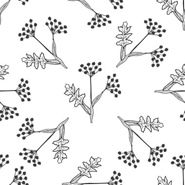 Angelica, kusursuz b-w dd ww ww bitkisel izol