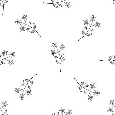 Centaury, lekesiz b-w dd ww ww bitkisel isol