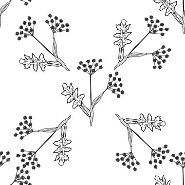 Angelica, kusursuz b-w dd ww ww bitkisel izol