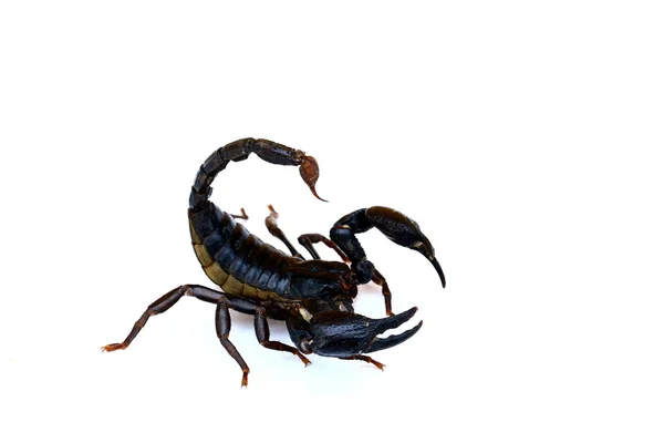 Schwarzer Skorpion isoliert auf weißem Hintergrund — Stockfoto