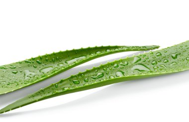 aloe vera yaprağı