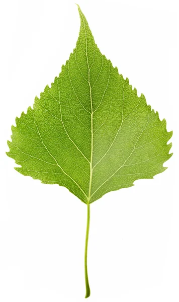 Folha verde em branco — Fotografia de Stock