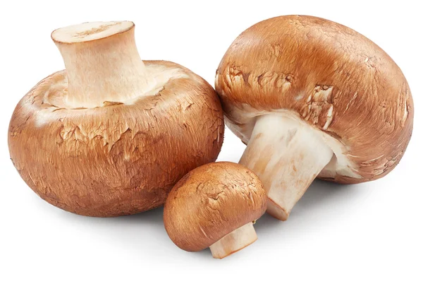 Cogumelos champignon em branco — Fotografia de Stock