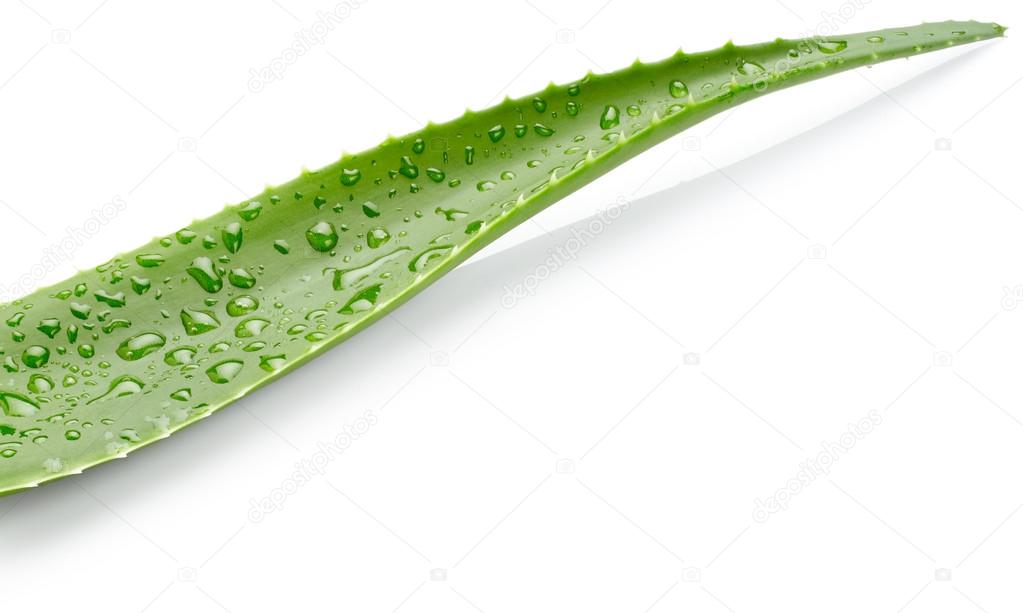 Leaf of aloe vera