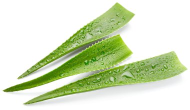 Aloe vera yaprakları ile su damlaları