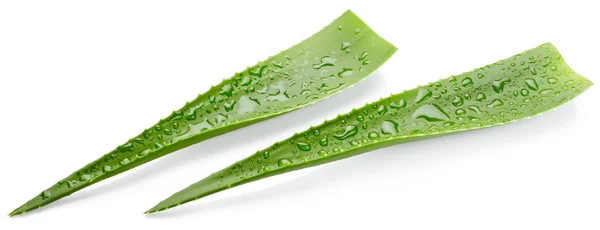 Aloe vera beyaz arkaplanda izole — Stok fotoğraf