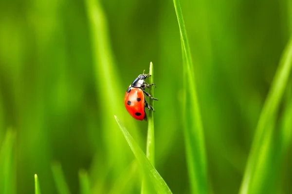 Marienkäfer auf grünem Gras — Stockfoto