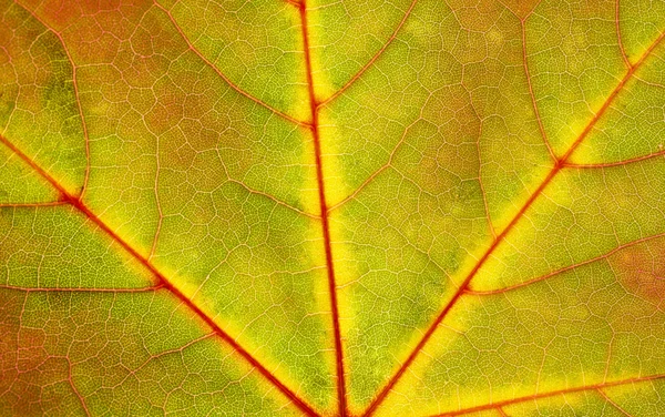 Autumn leaf texture — Stock Photo, Image