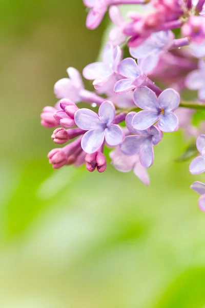 Beautiful lilac flowers — Stock Photo, Image