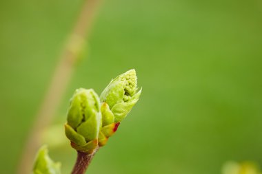 First spring buds clipart