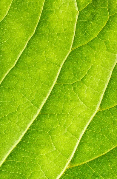 Textura zeleného listu — Stock fotografie