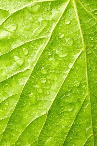 Hoja verde con gotas de agua — Foto de Stock