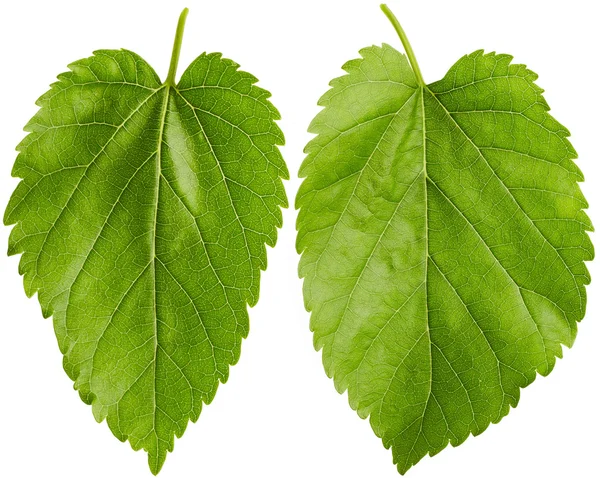 Hojas verdes aisladas sobre fondo blanco — Foto de Stock