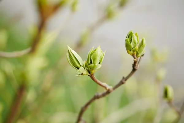 첫 번째 싹이 녹색 — 스톡 사진