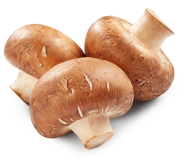 Champignon champignons geïsoleerd op witte achtergrond — Stockfoto