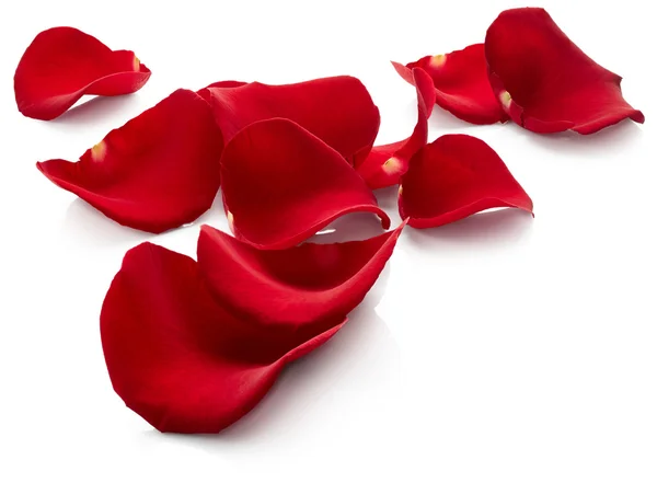 Petals of red rose Royalty Free Stock Photos