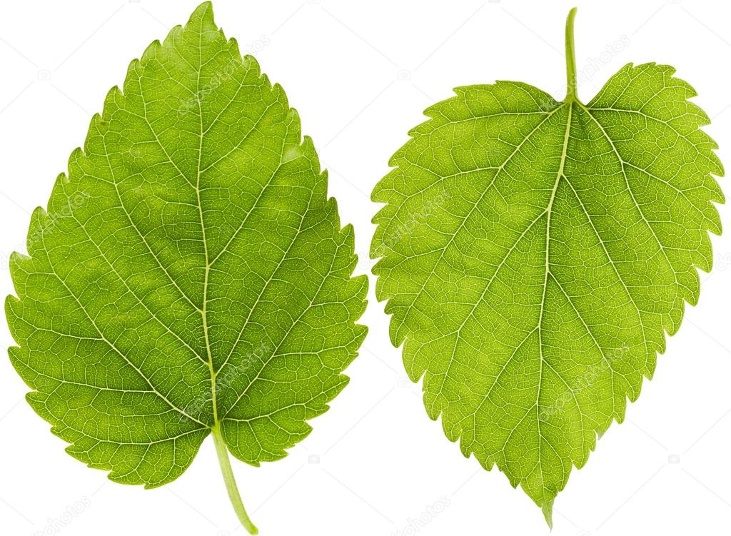 Green leaves isolated on white background