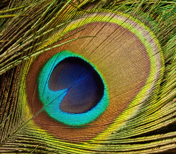 Peacock veer close-up — Stockfoto