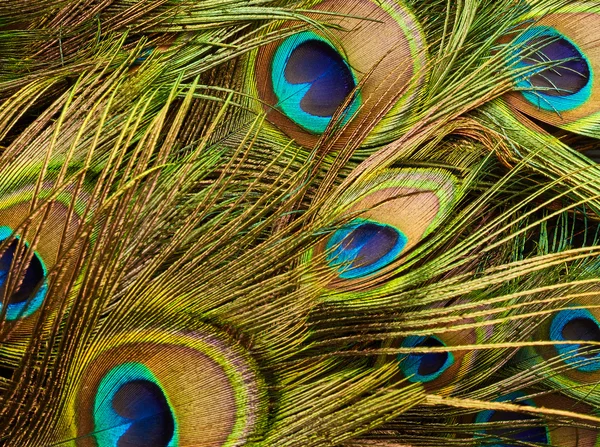 Penas de pavão de perto — Fotografia de Stock