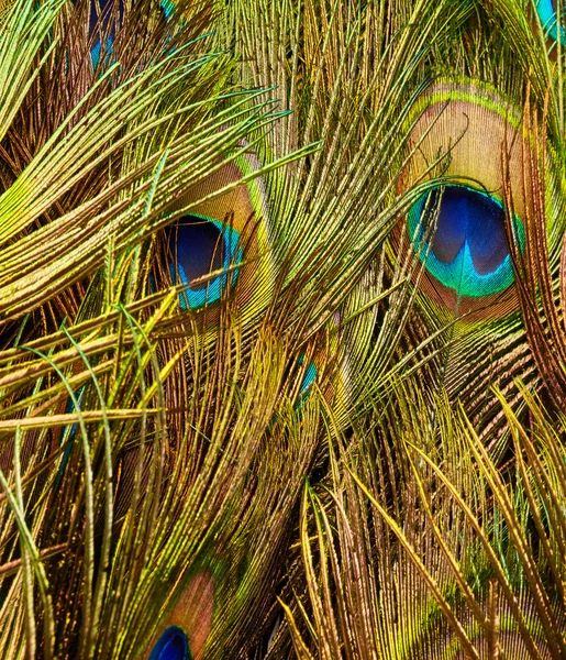 Plumas de pavo real de cerca — Foto de Stock