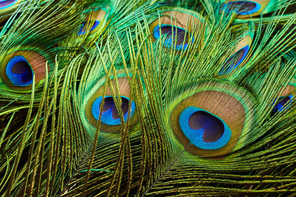 Peacock feathers close up