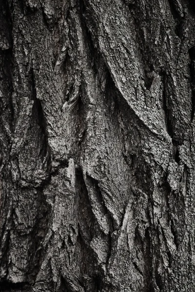 Struttura dell'albero della corteccia — Foto Stock