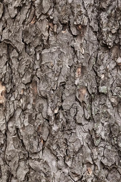 Кора дерева текстури — стокове фото
