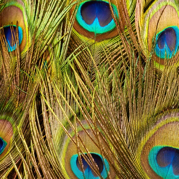 Peacock feathers close up — Stock Photo, Image