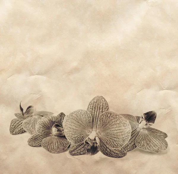 Вінтажний фон з орхідеями — стокове фото