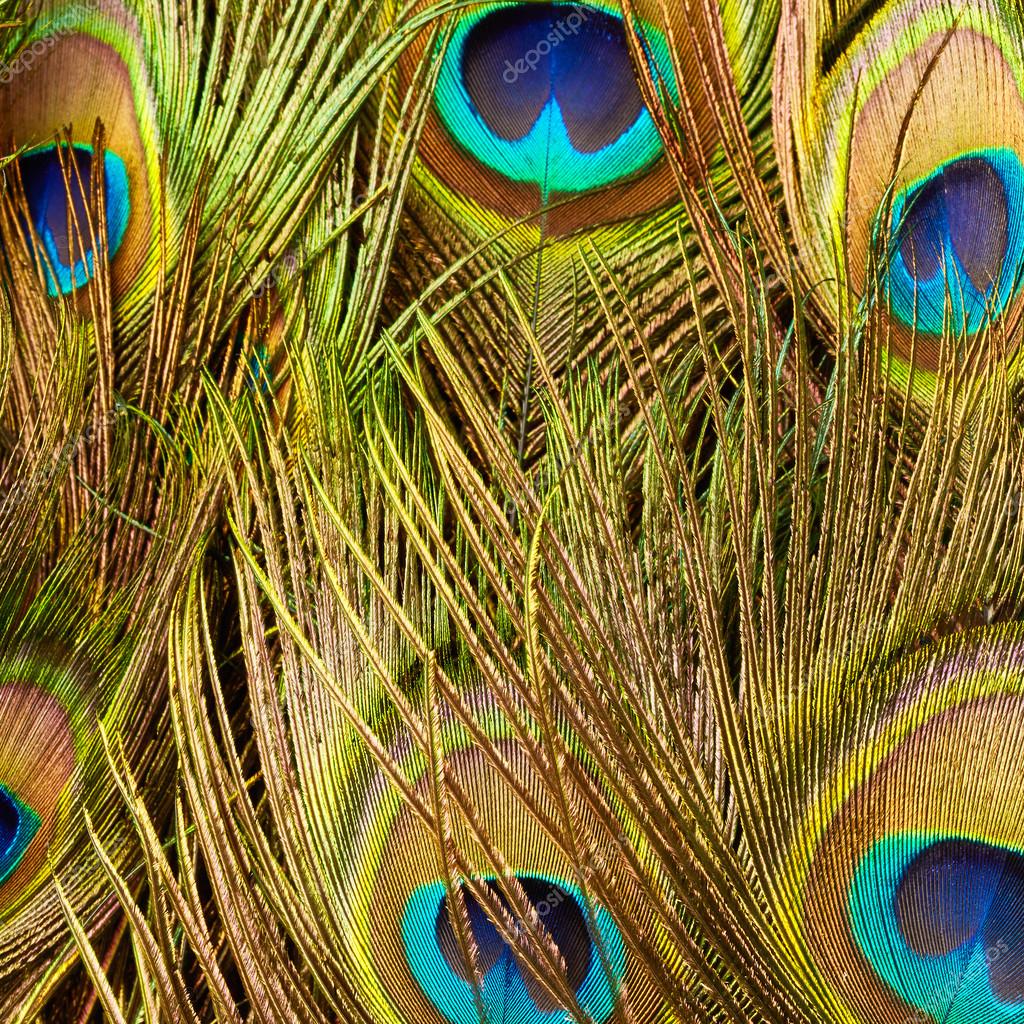 Peacock feathers close up — Stock