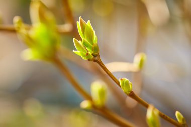 First spring buds  clipart