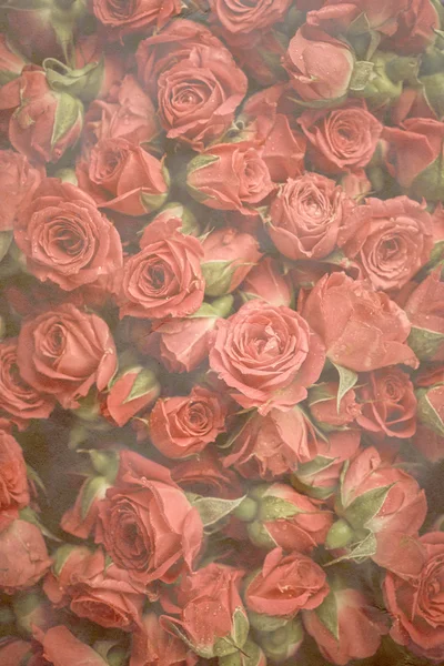 Vintage φόντο με τριαντάφυλλα — Φωτογραφία Αρχείου