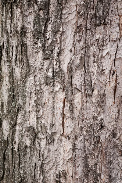纹理的树皮树 — 图库照片