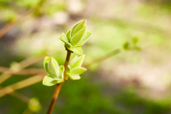 Premières feuilles de printemps vertes — Photo