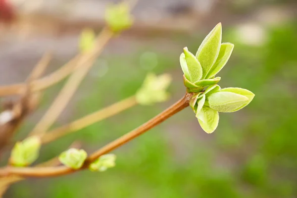 Premiers bourgeons de printemps — Photo