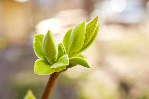 Primeras hojas verdes de primavera — Foto de Stock