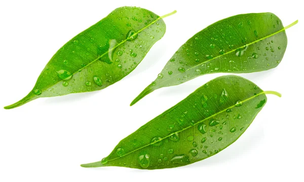 Gröna blad med droppar vatten — Stockfoto