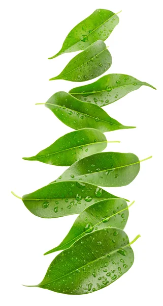 Gröna blad med droppar vatten — Stockfoto